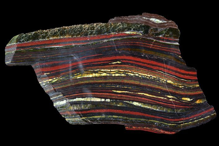 Polished Tiger Iron Stromatolite - ( Billion Years) #92958